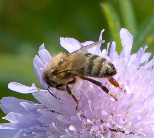 Honigbiene - Apis mellifera