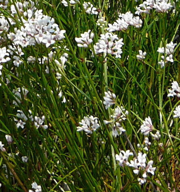 Hgel-Meier - Asperula cynanchica 