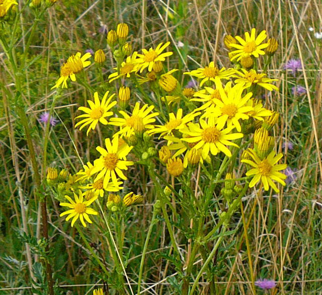 Jakobs-Greiskraut (-Kreuzkraut) - Senecio jacobaea