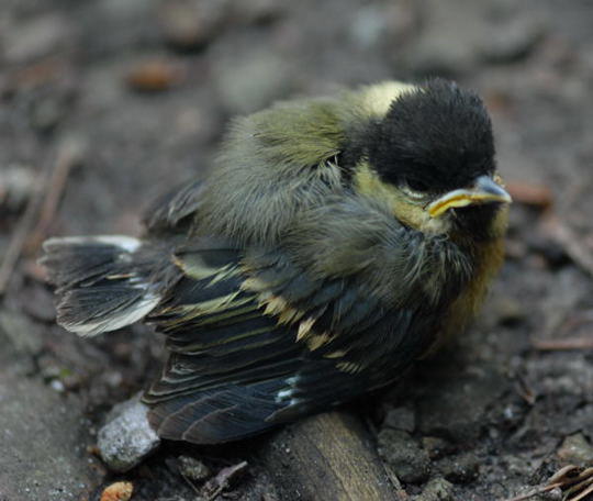 Junge Kohlmeise, Jungvogel