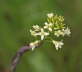 Turmkraut (Kahle Gnsekresse) - Arabis glabra