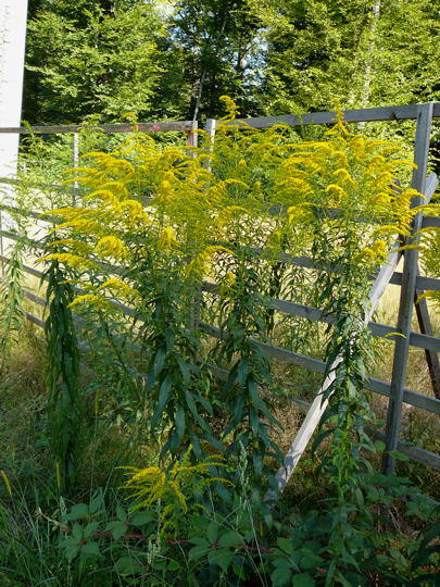 Kanadische Goldrute - Solidago canadensis