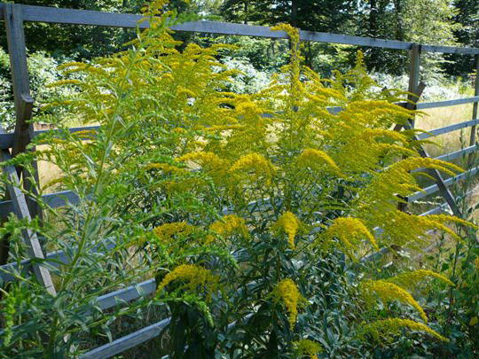 Kanadische Goldrute - Solidago canadensis