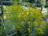 Kanadische Goldrute - Solidago canadensis