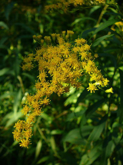 Kanadische Goldrute - Solidago canadensis