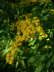 Kanadische Goldrute - Solidago canadensis