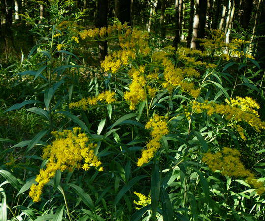 Kanadische Goldrute - Solidago canadensis