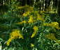 Kanadische Goldrute - Solidago canadensis