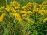 Kanadische Goldrute - Solidago canadensis