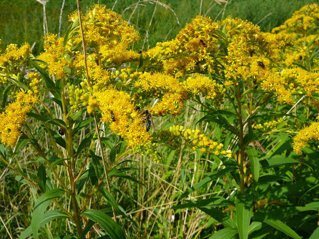 Kanadische Goldrute - Solidago canadensis