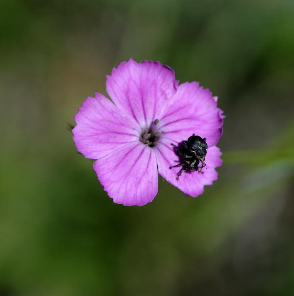 Karthuser-Nelke - Dianthus carthusianorum