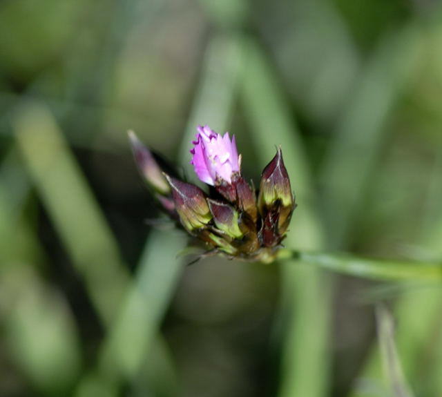 Karthuser-Nelke - Dianthus carthusianorum