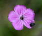 Karthuser-Nelke - Dianthus carthusianorum 