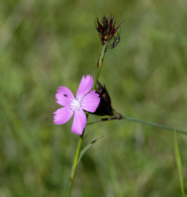 Karthuser-Nelke - Dianthus carthusianorum