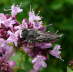 Kegelbiene - Coelioxys cf. aurolimbata 