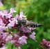 Kegelbiene - Coelioxys cf. aurolimbata 