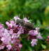 Kegelbiene - Coelioxys cf. aurolimbata 