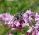 Kegelbiene - Coelioxys cf. aurolimbata 