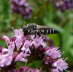 Kegelbiene - Coelioxys cf. aurolimbata 