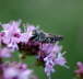 Kegelbiene - Coelioxys cf. aurolimbata 