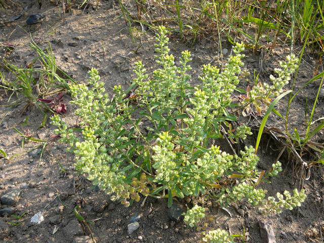 Kelch-Steinkraut - Alyssum alyssoides