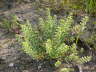 Kelch-Steinkraut - Alyssum alyssoides