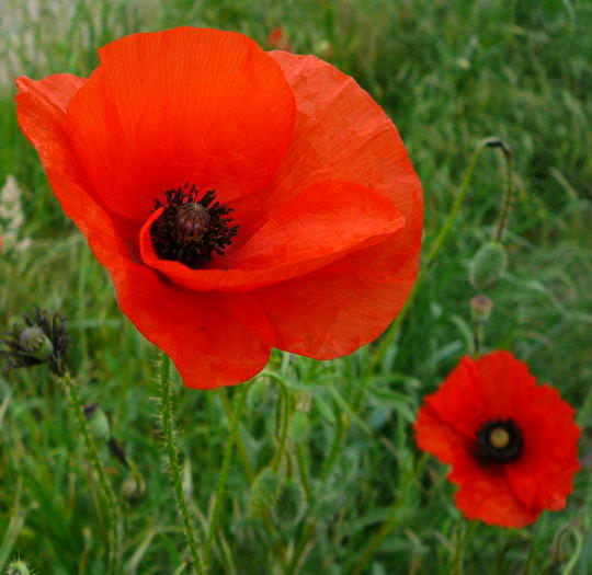 Klatsch-Mohn - Papaver rhoeas