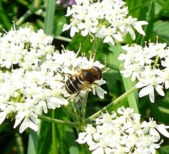 Kleine Keilschwebfliege 