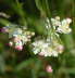 Kleine Mdes - Filipendula vulgaris