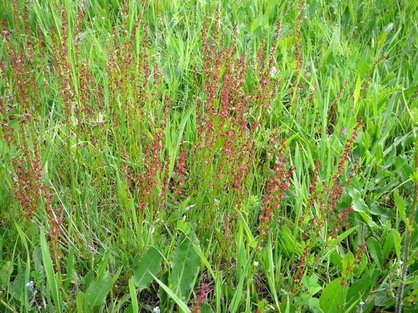 Kleiner Sauerampfer (Rumex acetosella) Mai 09 Schmetterlinge u