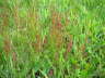 Kleiner Sauerampfer (Rumex acetosella) Mai 09 Schmetterlinge u