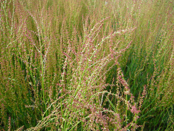 Kleiner Sauerampfer (Rumex acetosella) Nikon Mai 09 Schmetterlinge u