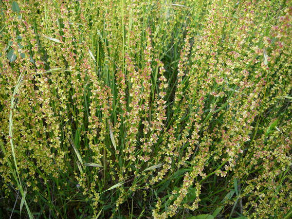 Kleiner Sauerampfer (Rumex acetosella) Nikon Mai 09 Schmetterlinge u