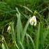 Kleines Schneeglckchen - Galanthus nivalis