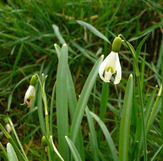 Kleines Schneeglckchen - Galanthus nivalis