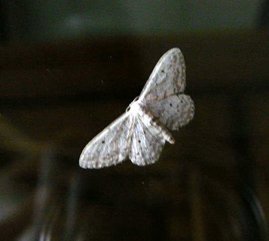 Grauer Zwergspanner - Idaea seriata 