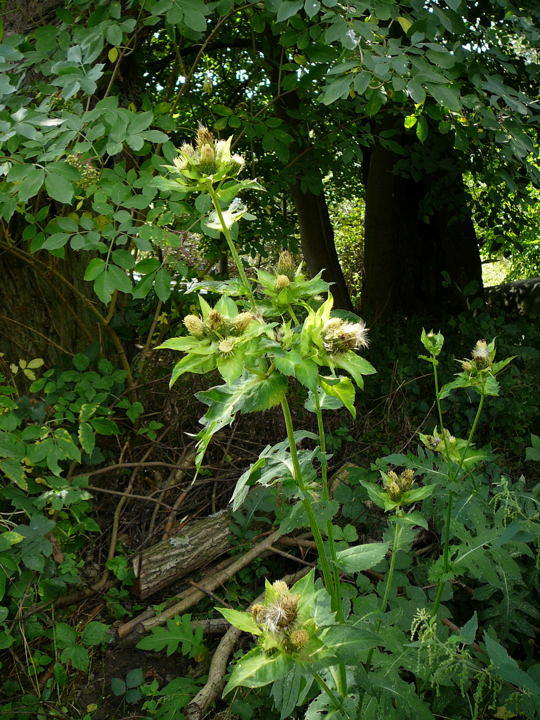 Kohl-Kratzdistel - Cirsium oleraceum