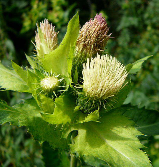 Kohl-Kratzdistel - Cirsium oleraceum