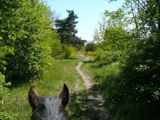 Reitweg in der Heide