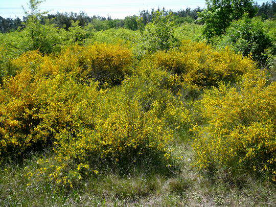 Viernheimer Heide