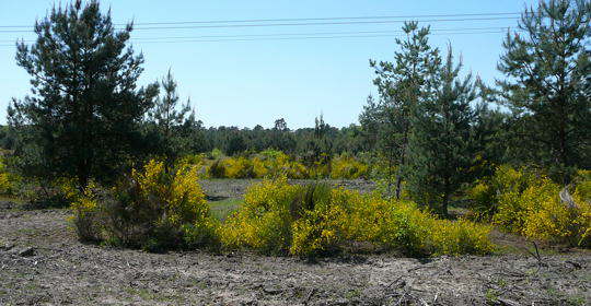 Viernheimer Heide