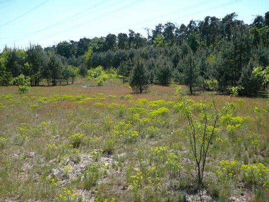 Viernheimer Heide