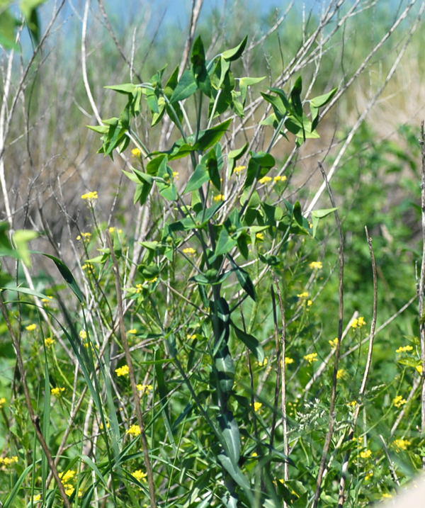 Kreuzblttrige Wolfsmilch - Euphorbia lathyris