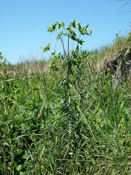 Kreuzblttrige Wolfsmilch - Euphorbia lathyris