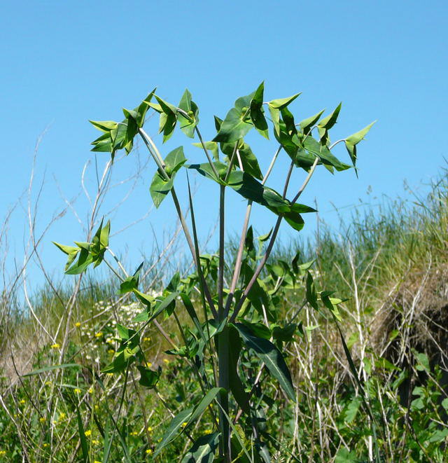 Kreuzblttrige Wolfsmilch - Euphorbia lathyris