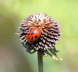 Kugelkpfige Lauch - Allium sphaerocephalon