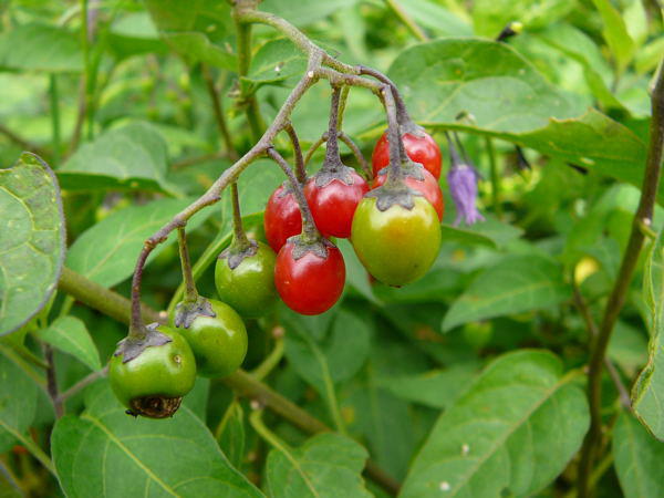 Bitterser Nachtschatten - Solanum dulcamara