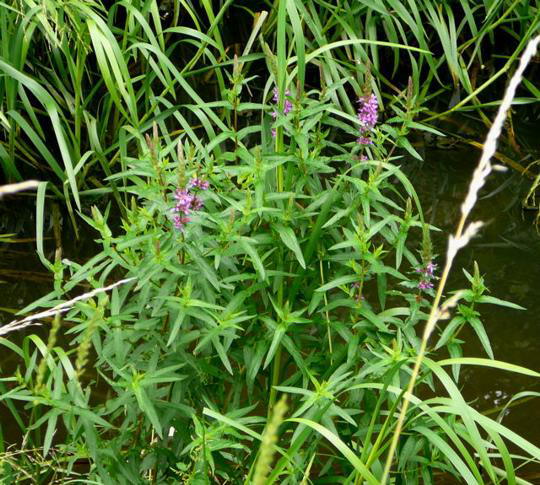 Blutweiderich - Lythrum salicaria