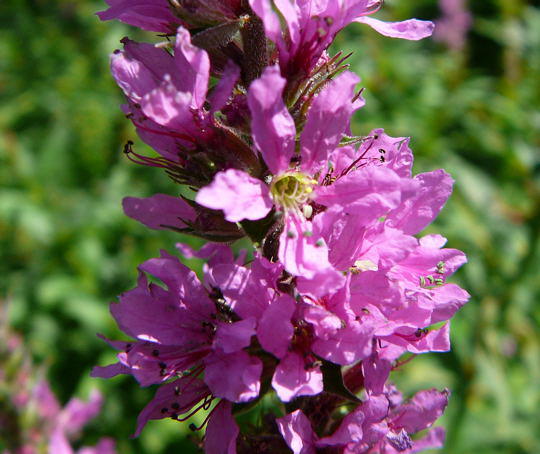 Blutweiderich - Lythrum salicaria