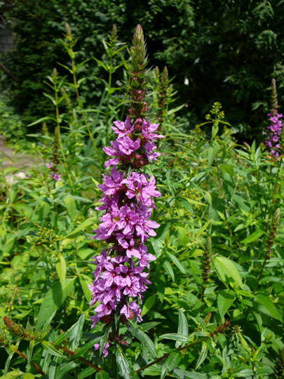 Blutweiderich - Lythrum salicaria